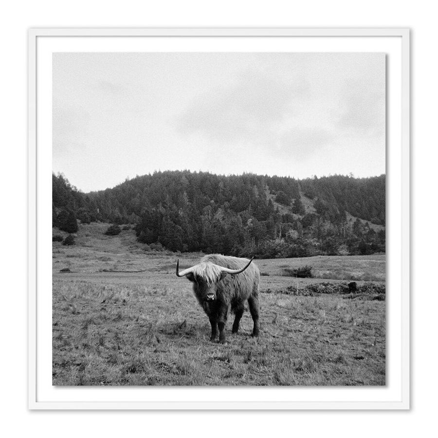 Wall Art Highlander / Elk, Ca By Wesley And Emma Teague - 32"X32" - White Maple - Framed Paper