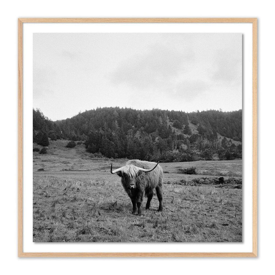 Wall Art Highlander / Elk, Ca By Wesley And Emma Teague - 32"X32" - White Oak - Framed Paper