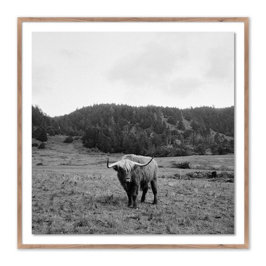 Wall Art Highlander / Elk, Ca By Wesley And Emma Teague - 24"X24" - Rustic Walnut - Framed Paper