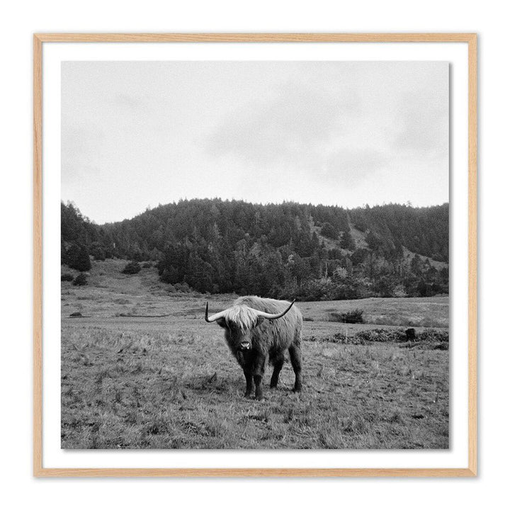 Wall Art Highlander / Elk, Ca By Wesley And Emma Teague - 40"X40" - White Oak - Framed Paper