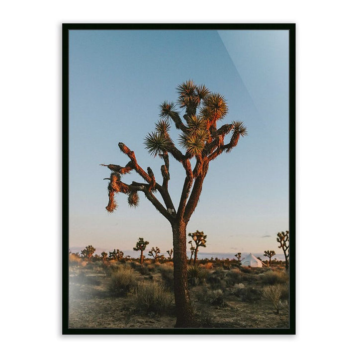 Wall Art Camp Sunrise/Joshua Tree By Wesley And Emma Teague - 48"X72" - Black Maple - Framed Metal
