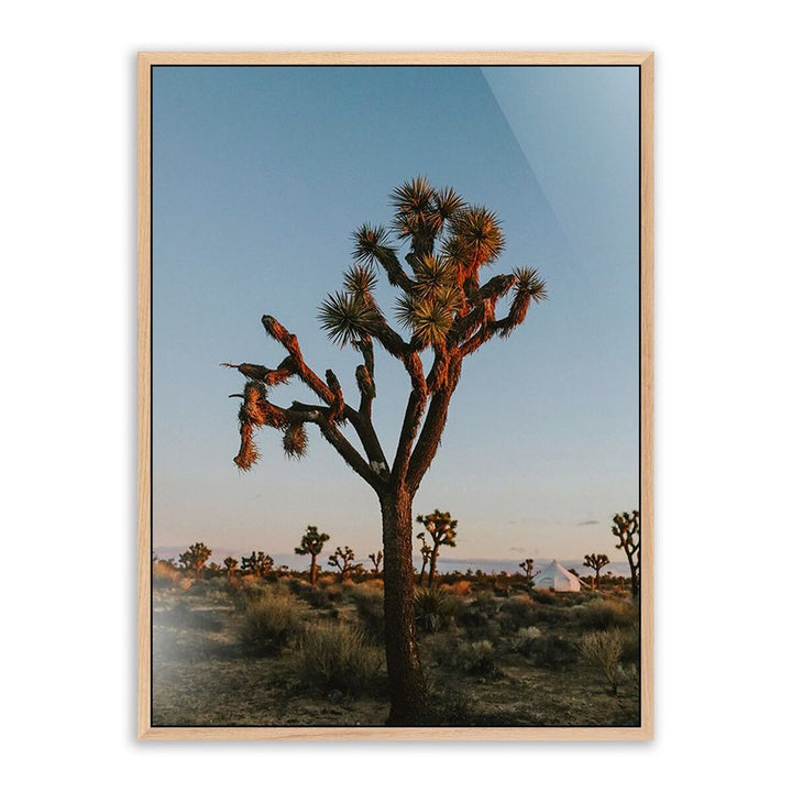 Wall Art Camp Sunrise/Joshua Tree By Wesley And Emma Teague - 24"X32" - White Oak - Framed Metal