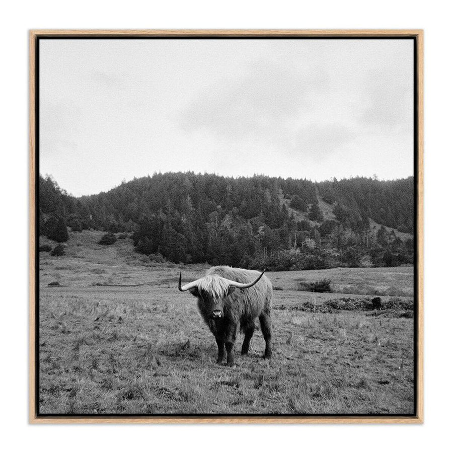Wall Art Highlander / Elk, Ca By Wesley And Emma Teague - 32"X32" - White Oak Floater - Framed Metal