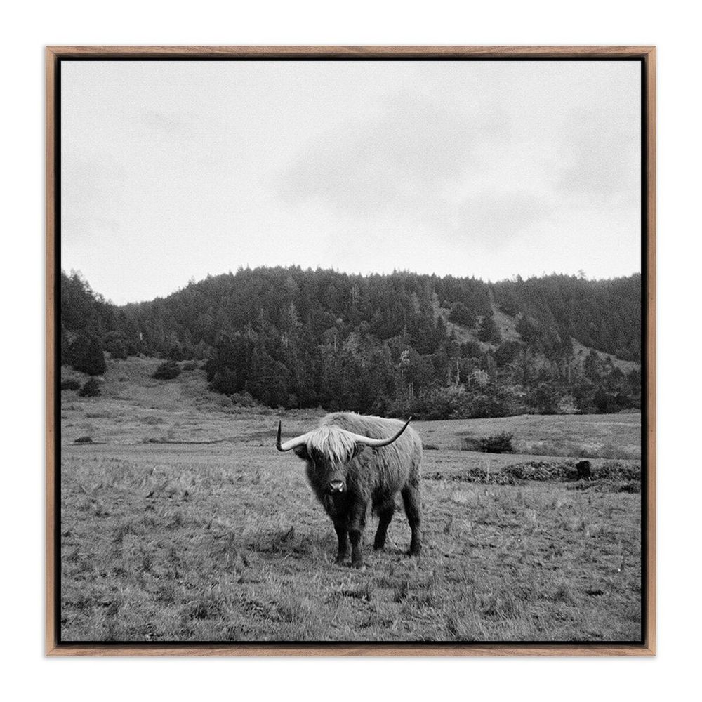 Wall Art Highlander / Elk, Ca By Wesley And Emma Teague - 24"X24" - Rustic Walnut Floater - Framed Metal