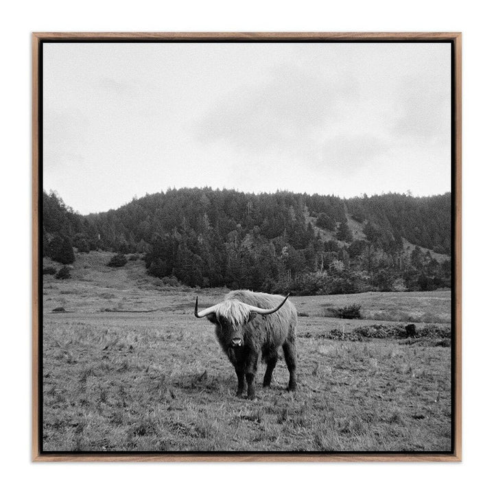 Wall Art Highlander / Elk, Ca By Wesley And Emma Teague - 24"X24" - Rustic Walnut Floater - Framed Metal