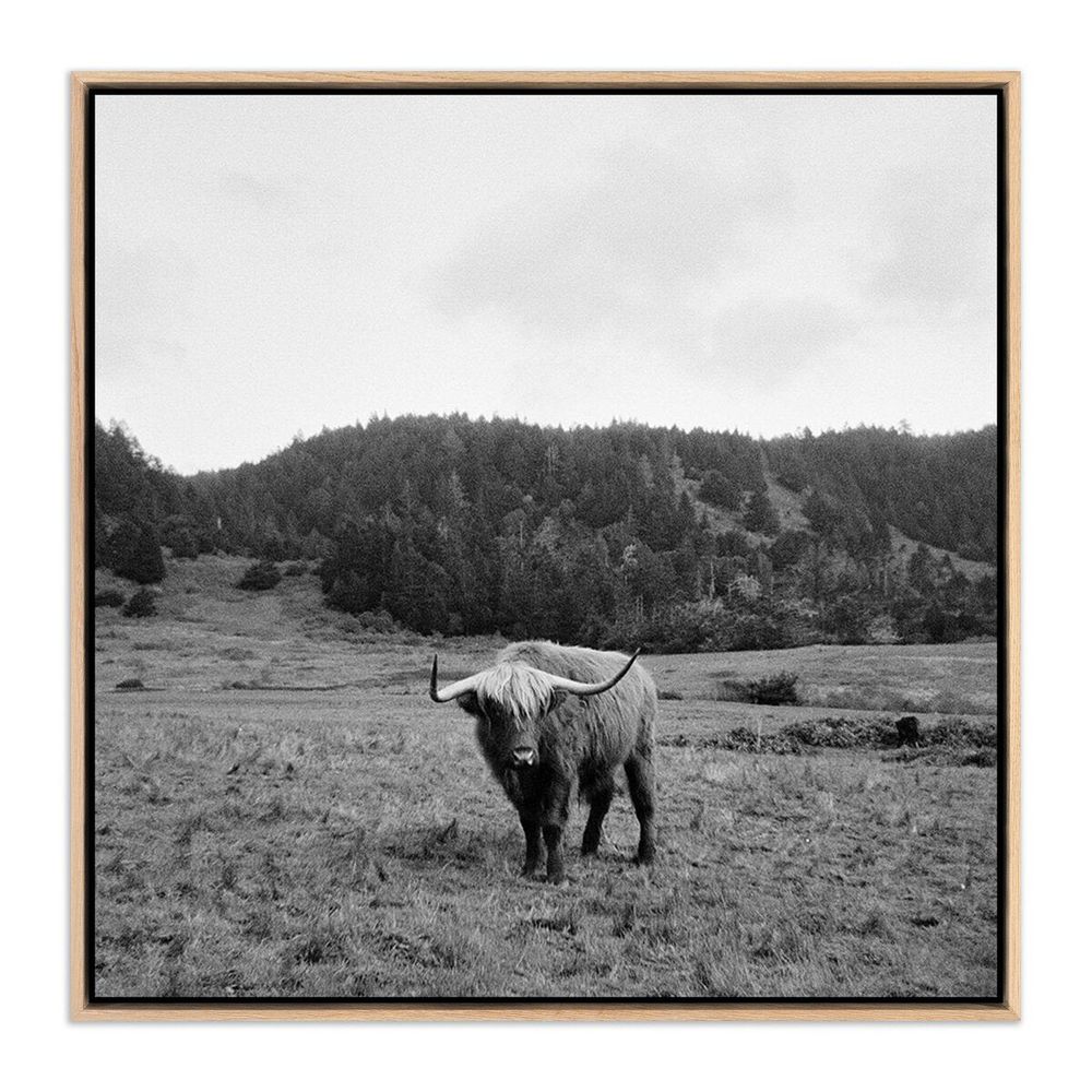Wall Art Highlander / Elk, Ca By Wesley And Emma Teague - 40"X40" - White Oak Floater - Framed Metal