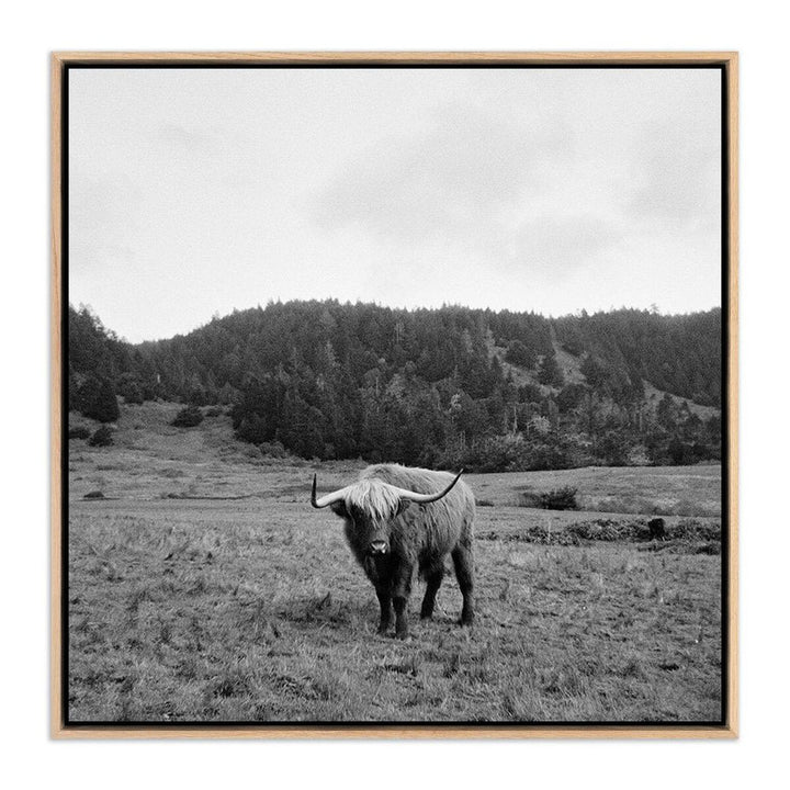 Wall Art Highlander / Elk, Ca By Wesley And Emma Teague - 40"X40" - White Oak Floater - Framed Metal