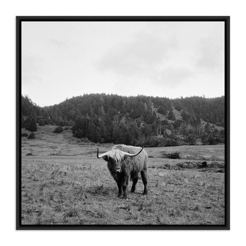 Wall Art Highlander / Elk, Ca By Wesley And Emma Teague - 24"X24" - Black Maple Floater - Framed Metal