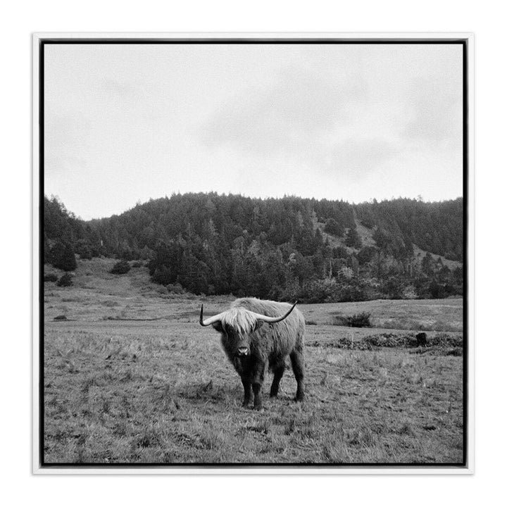 Wall Art Highlander / Elk, Ca By Wesley And Emma Teague - 40"X40" - White Maple Floater - Framed Metal