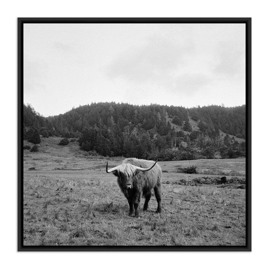 Wall Art Highlander / Elk, Ca By Wesley And Emma Teague - 32"X32" - Black Maple Floater - Framed Metal