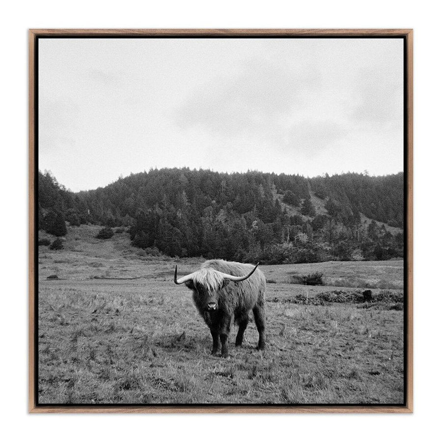Wall Art Highlander / Elk, Ca By Wesley And Emma Teague - 32"X32" - Rustic Walnut Floater - Framed Metal
