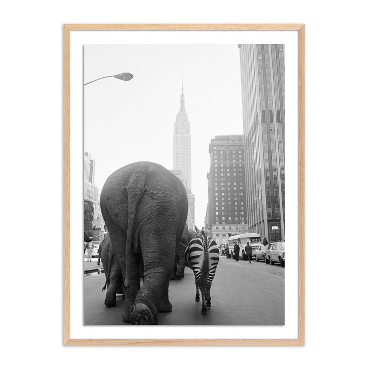 Circus Animals On 33Rd St By Getty Images - 36"X48" - White Oak