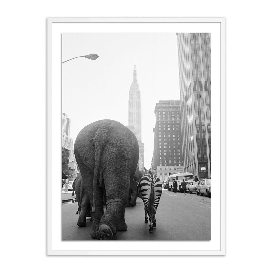 Circus Animals On 33Rd St By Getty Images - 36"X48" - White Maple