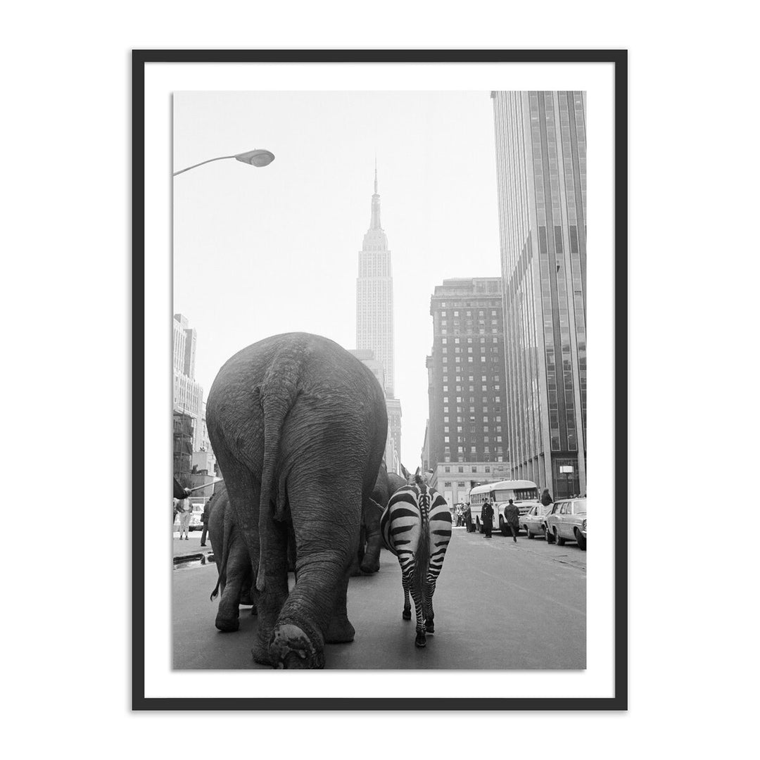 Circus Animals On 33Rd St By Getty Images - 18"X24" - Black Maple