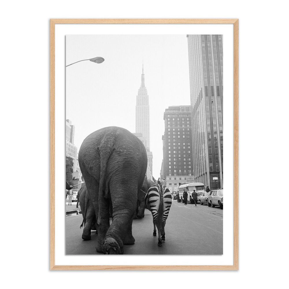 Wall Art Circus Animals On 33Rd St By Getty Images - 30"X40" - White Oak