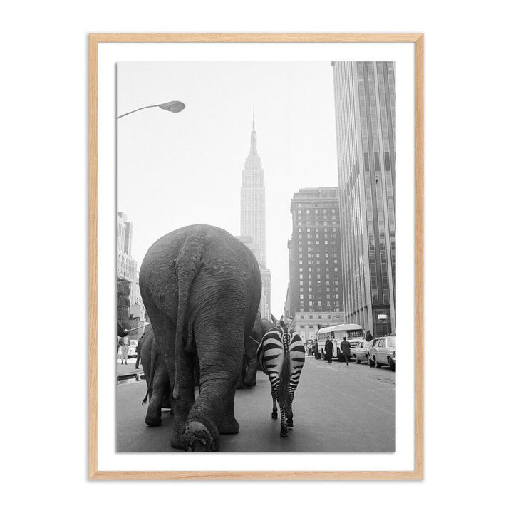 Wall Art Circus Animals On 33Rd St By Getty Images - 30"X40" - White Oak