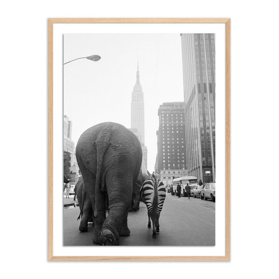 Wall Art Circus Animals On 33Rd St By Getty Images - 30"X40" - White Oak