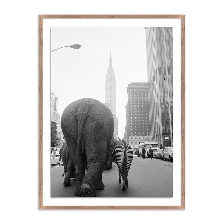 Circus Animals On 33Rd St By Getty Images - 30"X40" - Rustic Walnut