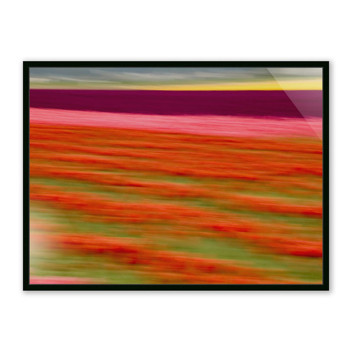 Blurred Flowers Ii By Geoffrey Baris - 40"X30" - Black Maple - Framed Metal