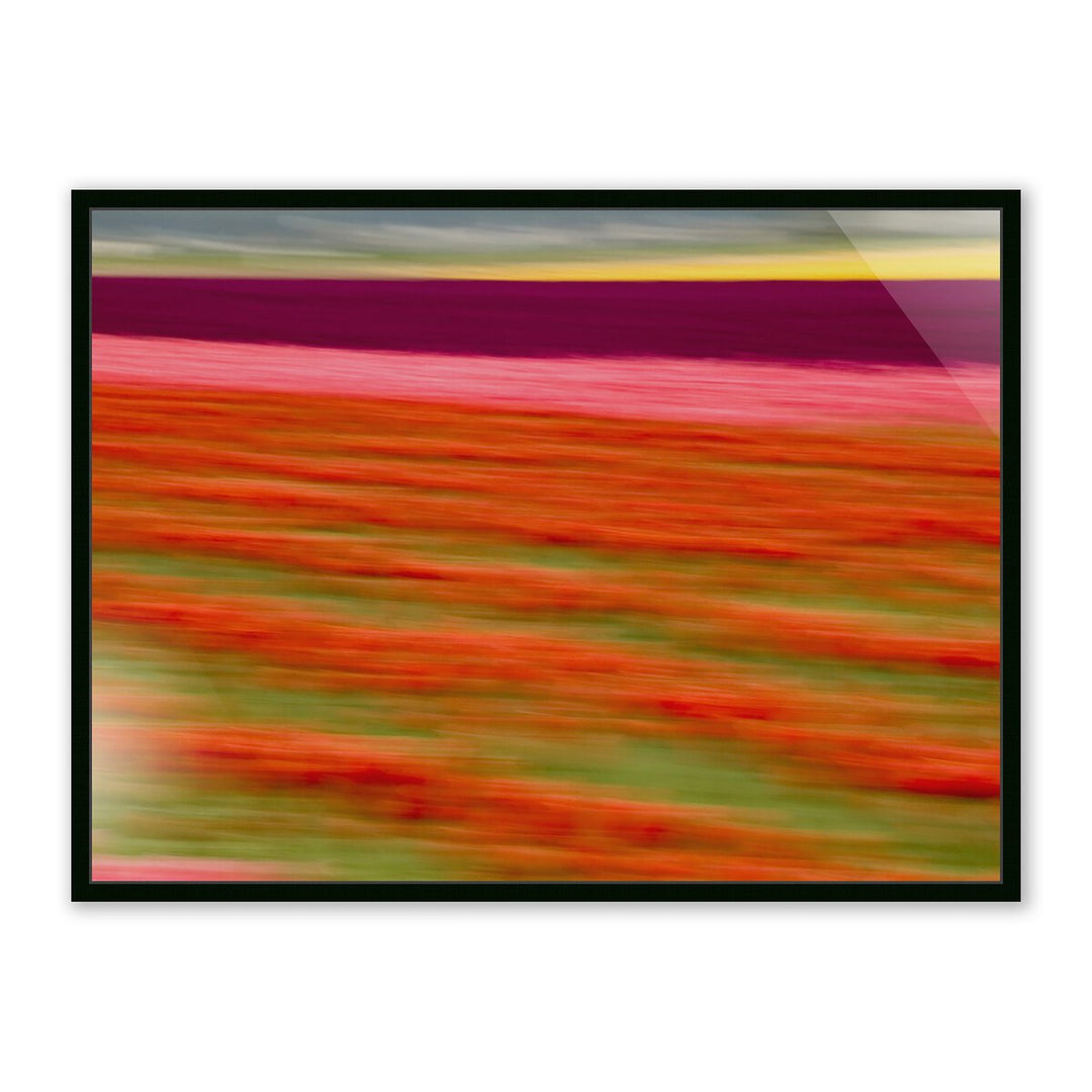 Blurred Flowers Ii By Geoffrey Baris - 32"X24" - Black Maple - Framed Metal