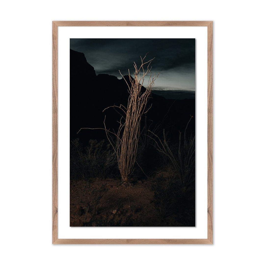 Ocotillo Ii By Mandy Steinback - 23"X32" - Rustic Walnut - Framed Paper