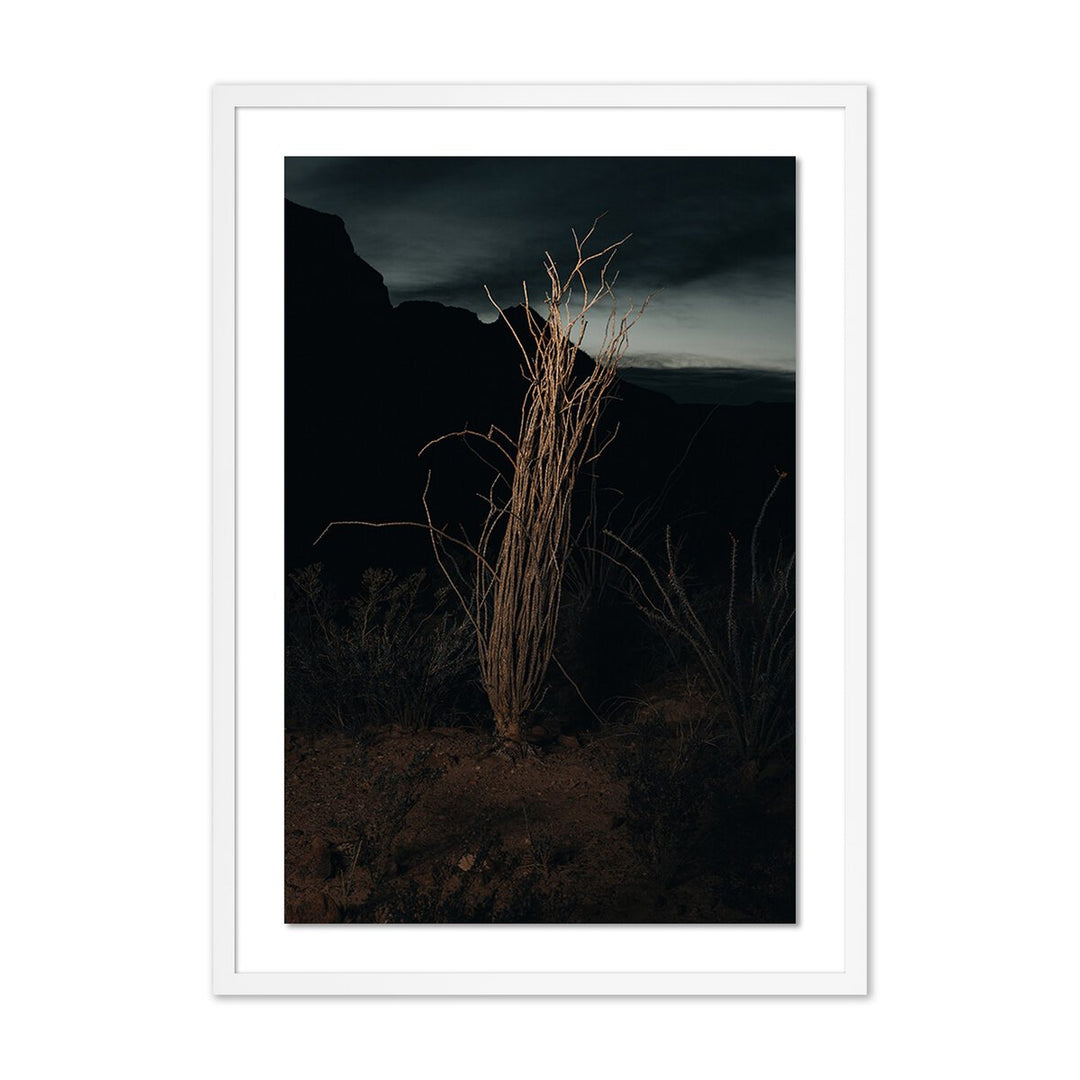 Ocotillo Ii By Mandy Steinback - 17.5"X24" - White Maple - Framed Paper