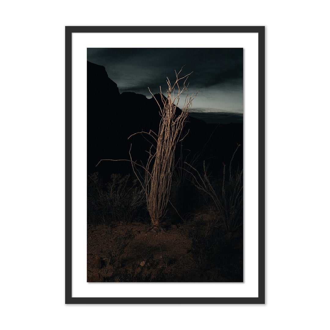 Ocotillo Ii By Mandy Steinback - 28.5"X40" - Black Maple - Framed Paper