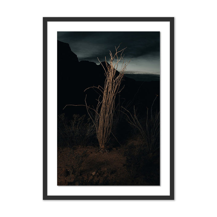 Ocotillo Ii By Mandy Steinback - 17.5"X24" - Black Maple - Framed Paper