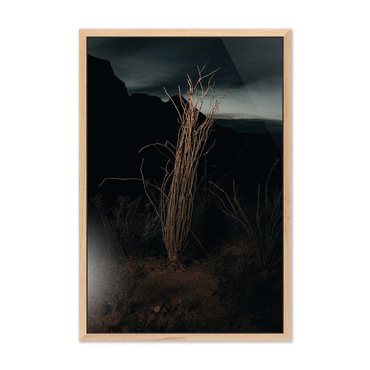 Ocotillo Ii By Mandy Steinback - 21.75"X32" - White Oak - Framed Metal