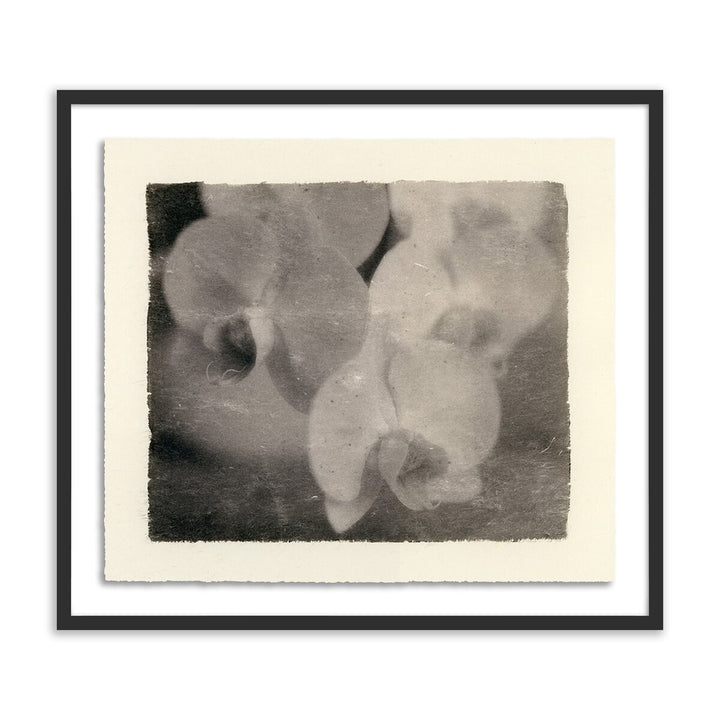 Orchids By Platinum Revival - 60"X53" - Black Maple