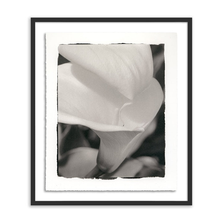 Calla Lily By Platinum Revival - 51"X60" - Black Maple