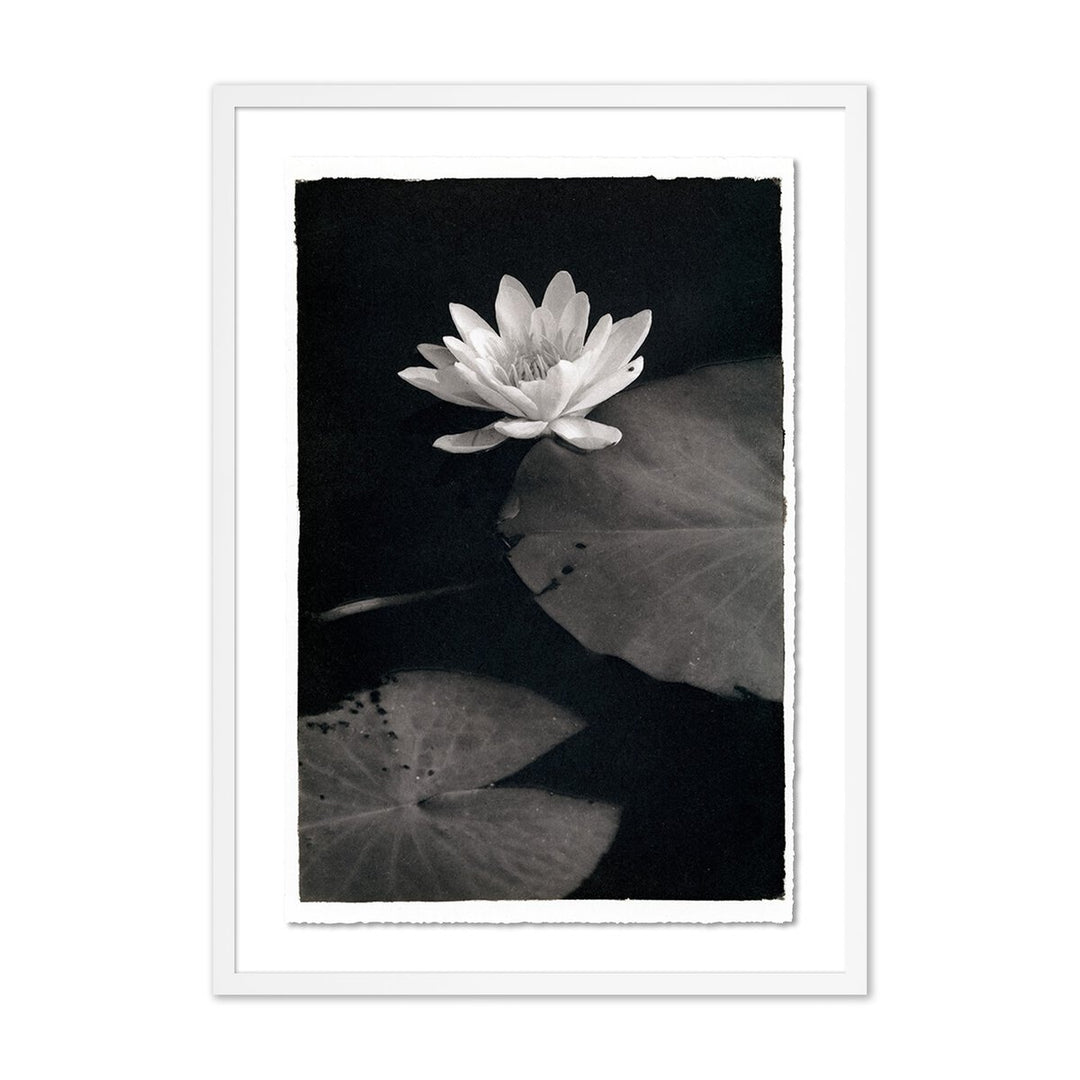 Water Lilly - Kozo By Platinum Revival - 23"X32" - White Maple