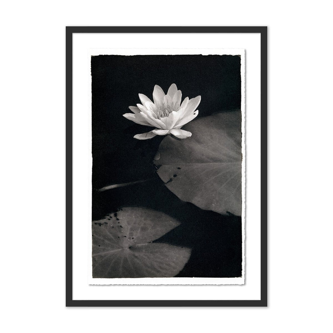 Water Lilly - Kozo By Platinum Revival - 23"X32" - Black Maple