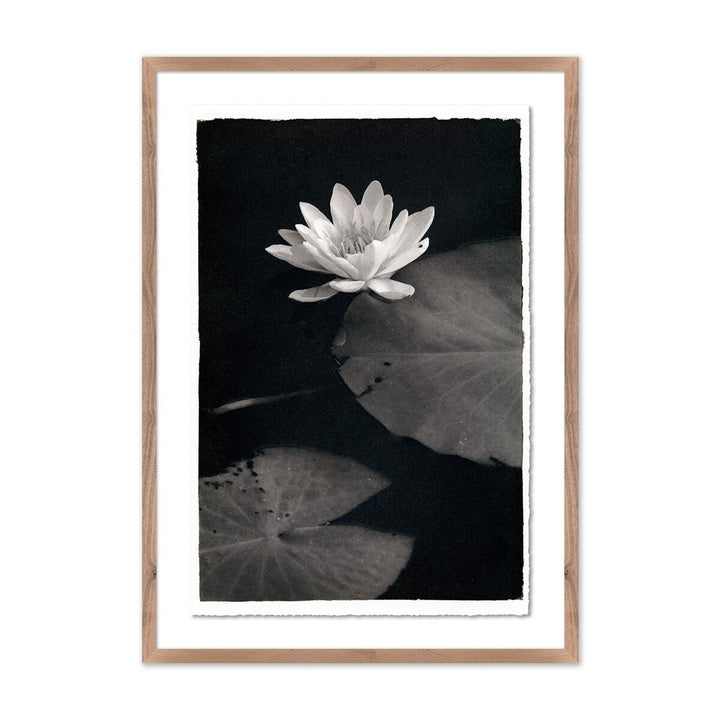 Water Lilly - Kozo By Platinum Revival - 34.5"X48" - Rustic Walnut