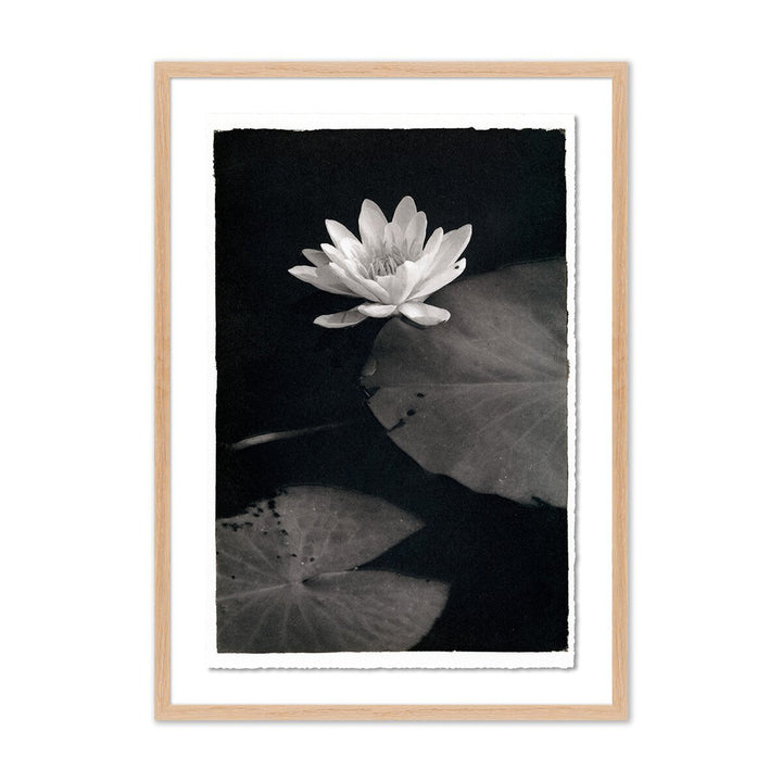 Water Lilly - Kozo By Platinum Revival - 43"X60" - White Oak