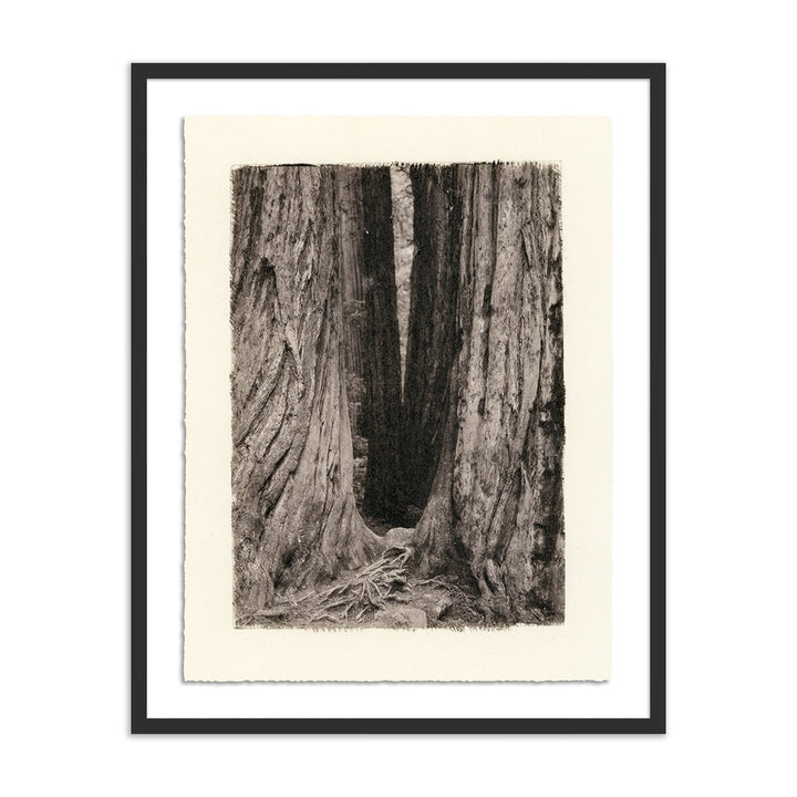 Redwoods Magical Portal By Platinum Revival - 19.5"X24" - Black Maple