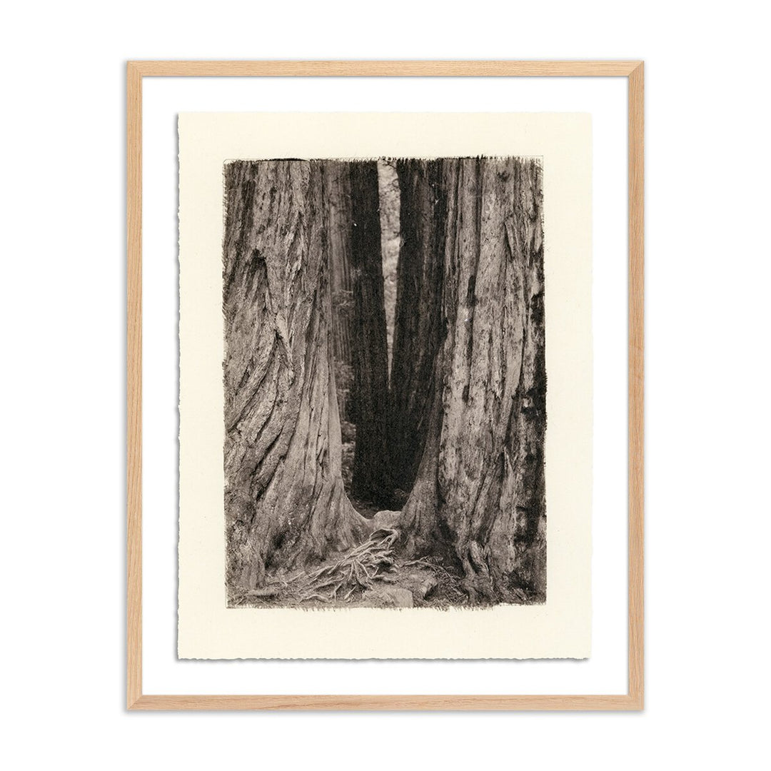 Redwoods Magical Portal By Platinum Revival - 19.5"X24" - White Oak