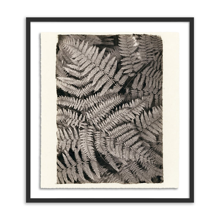 Fern By Platinum Revival - 25.5"X32" - Black Maple