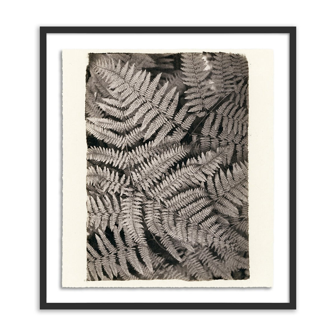 Fern By Platinum Revival - 38"X48" - Black Maple