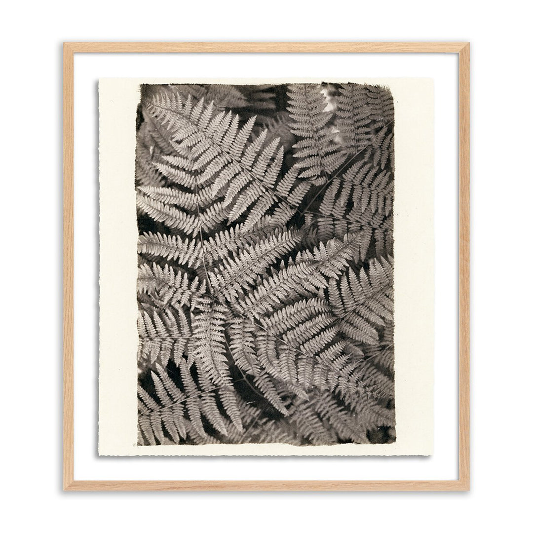 Fern By Platinum Revival - 47.5"X60" - White Oak