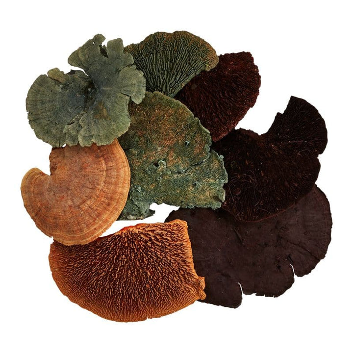 Dried Sponge Mushroom-Accent Decor-ACCENT-29977-Decorative ObjectsSmall-Multicolor-3-France and Son