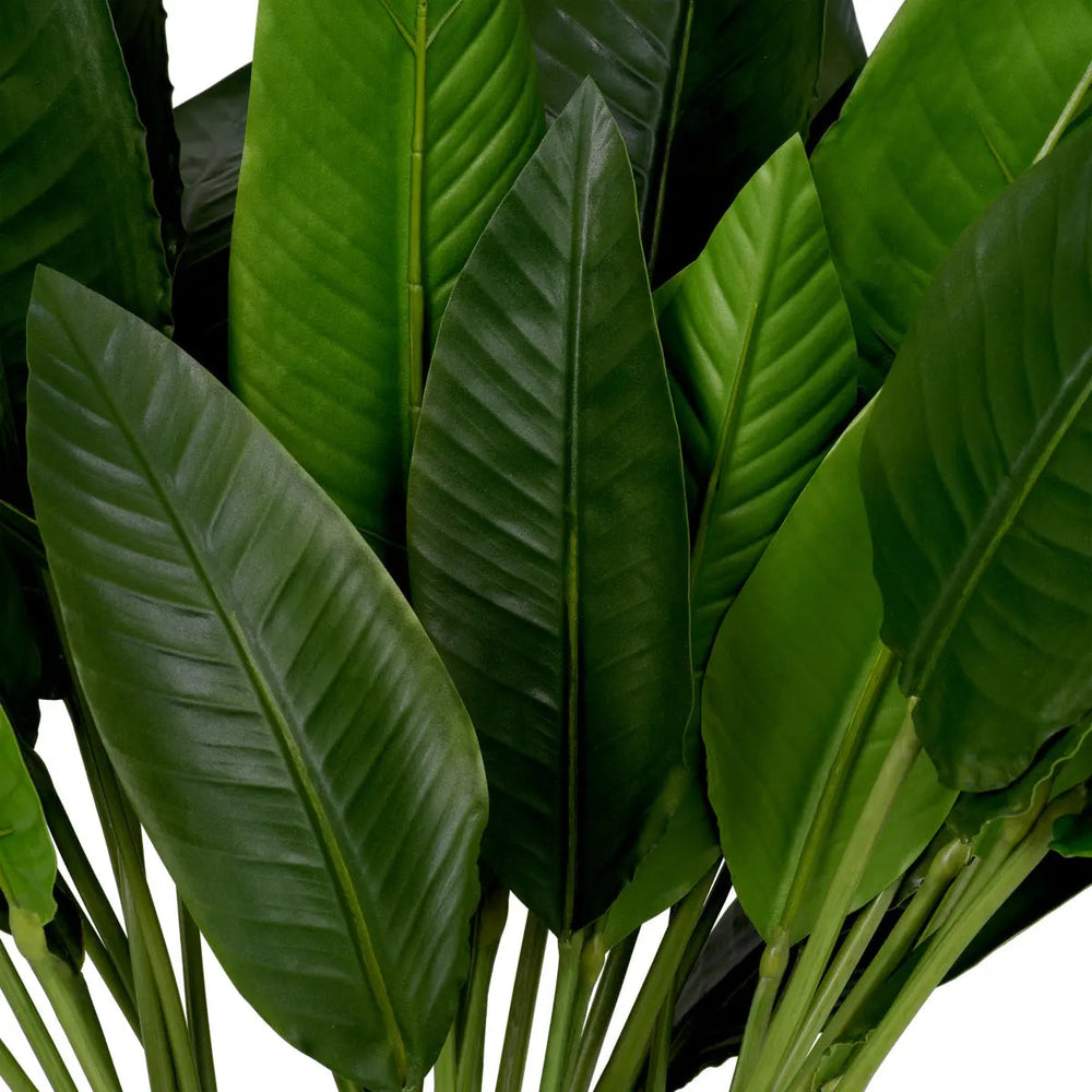 Bundle Of Strelitzia Leaves 36 Pcs - image 2