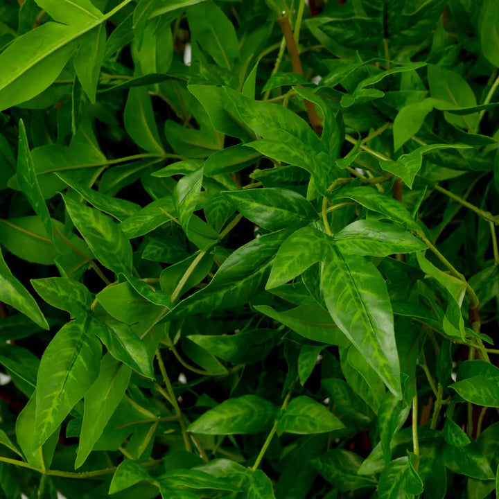 Bundle Of Tender Leaves 36 Pcs - image 2