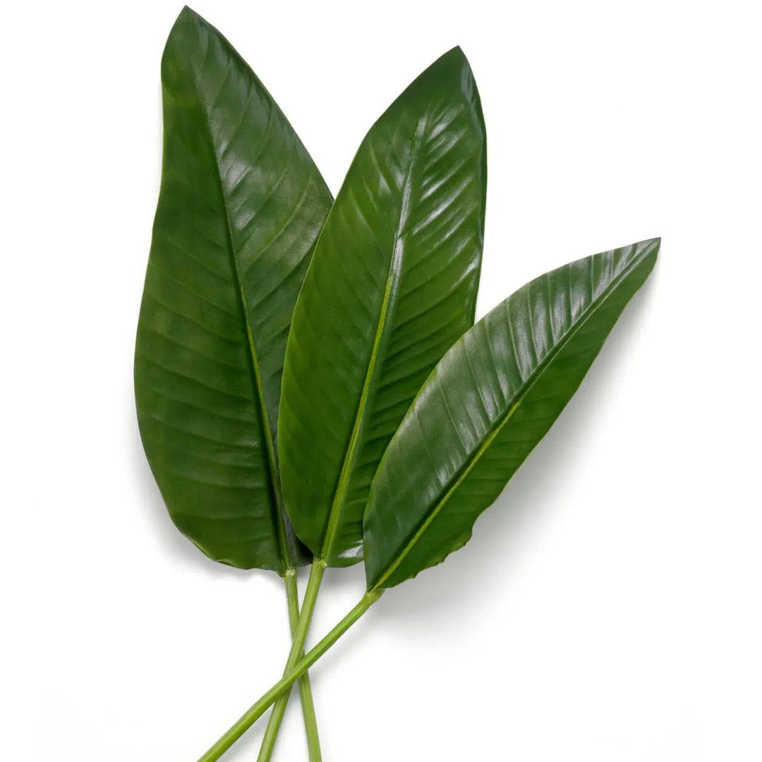 Bundle Of Strelitzia Leaves 36 Pcs - image 3