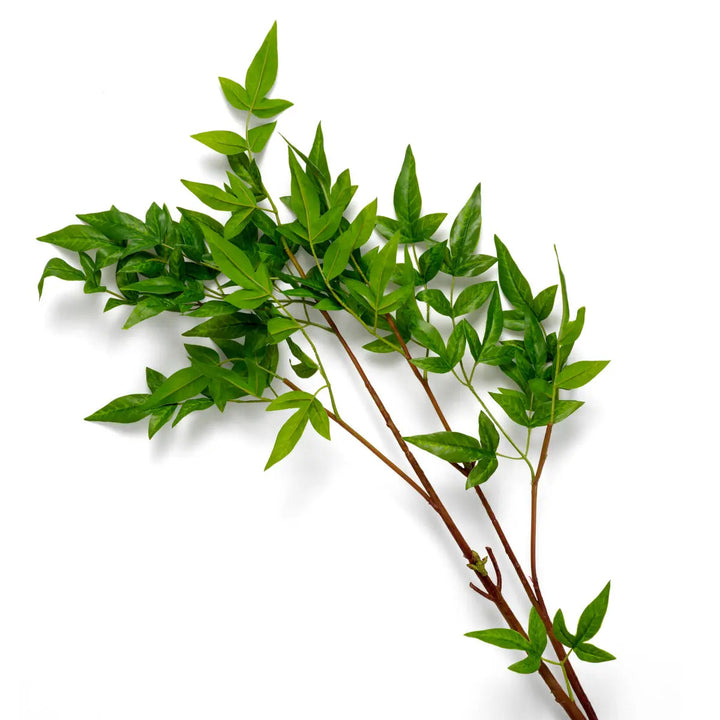 Bundle Of Tender Leaves 36 Pcs - image 3
