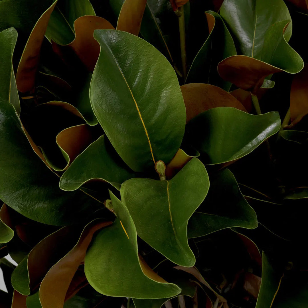 Bundle Of Magnolia Leaves 24 Pcs - image 3