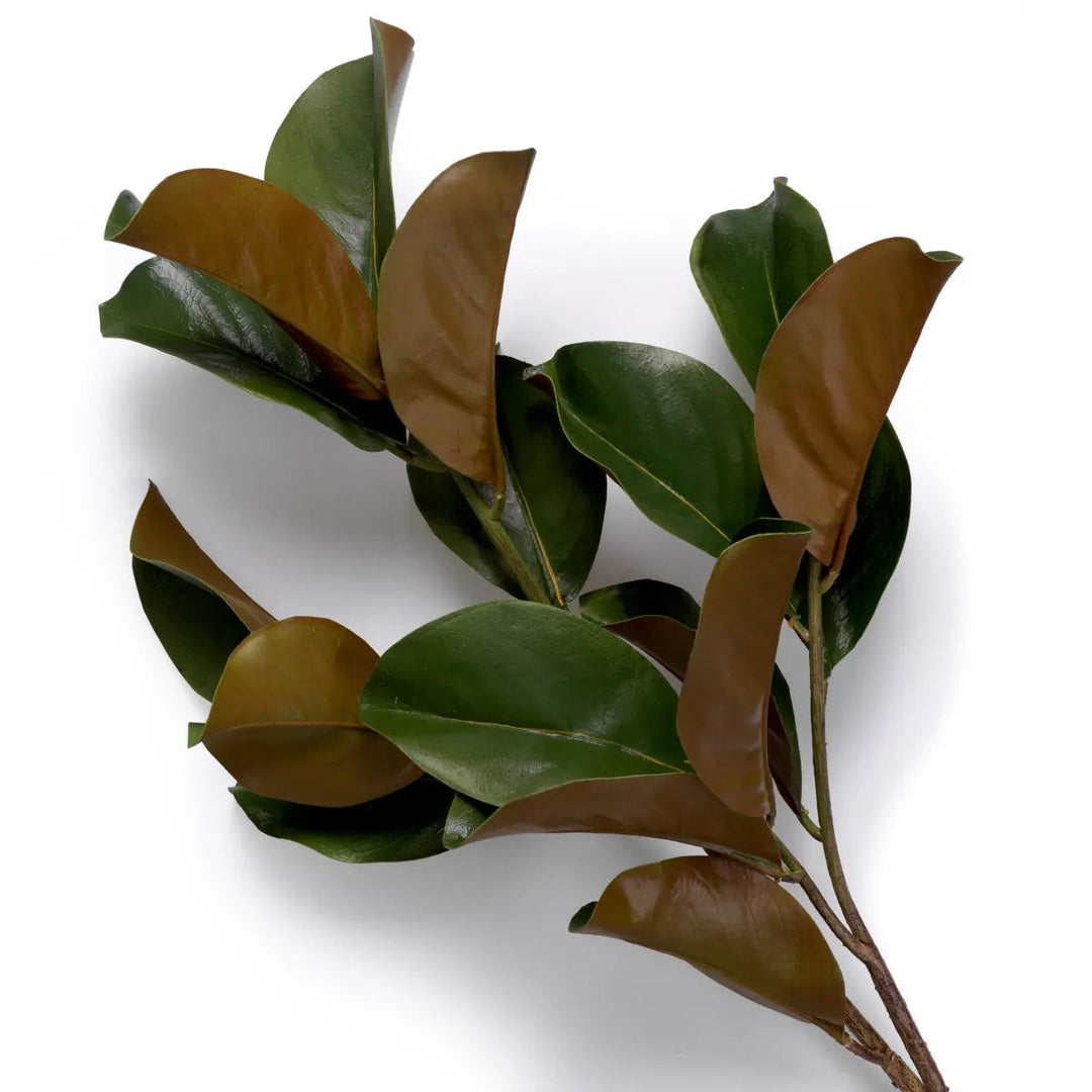 Bundle Of Magnolia Leaves 24 Pcs - image 4