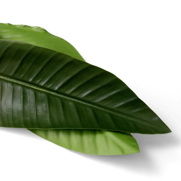 Bundle Of Strelitzia Leaves 36 Pcs - image 4