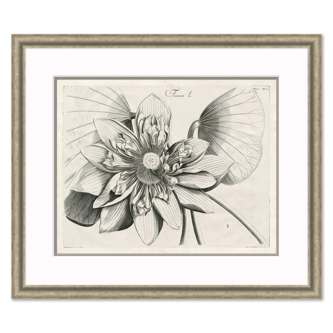 Malaberica Etching I by Soicher Marin