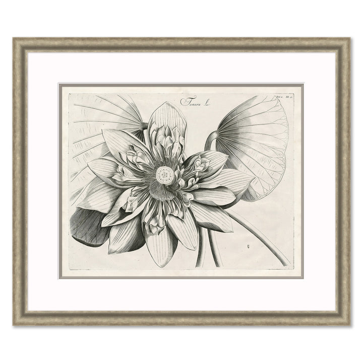 Malaberica Etching I by Soicher Marin